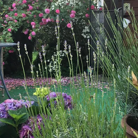 Starosadecki Zakatek