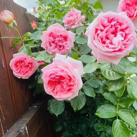 Starosadecki Zakatek