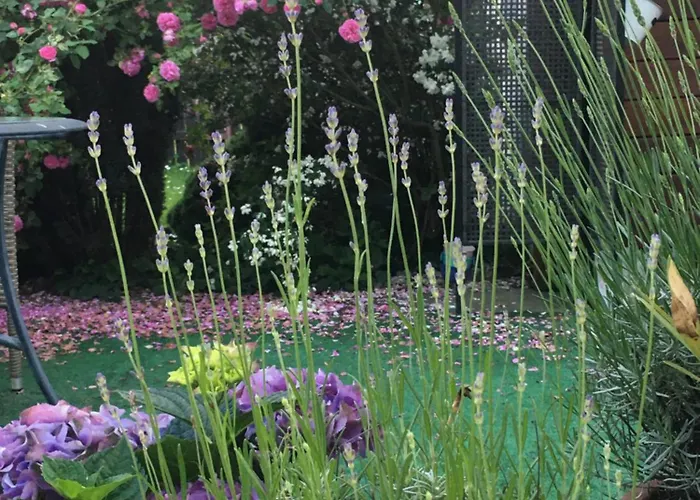 Starosadecki Zakatek