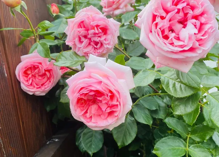 Starosadecki Zakatek